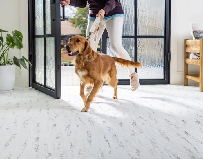 Shaw Floors Dog