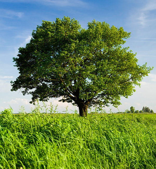 CS_Sustainable_Thumb